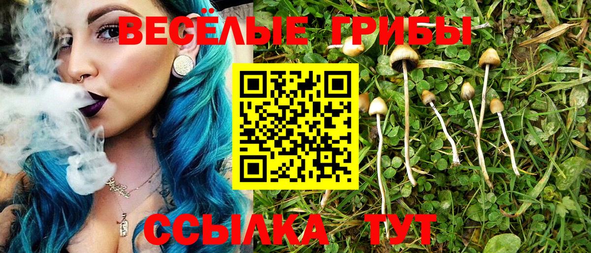 Галлюциногенные грибы Psilocybe Южноуральск